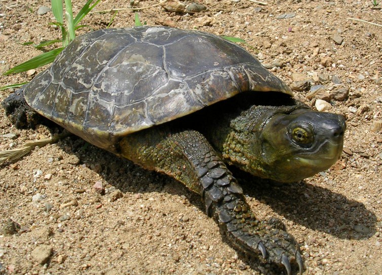 Mauremys leprosa?